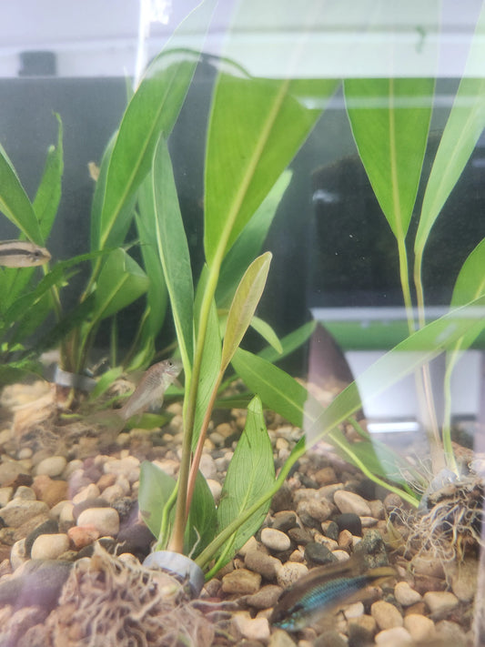 Anubias Lanceolata Med Tropical Treasures Wyo