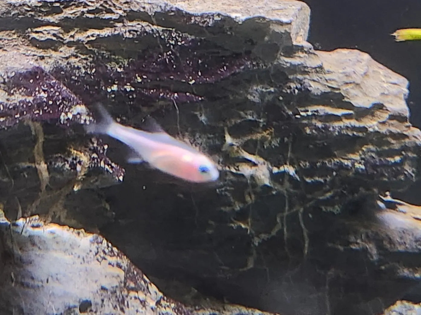 Gold Neon Tetra – small golden freshwater schooling fish swimming in a planted aquarium