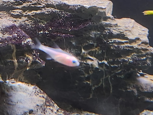 Gold Neon Tetra – small golden freshwater schooling fish swimming in a planted aquarium