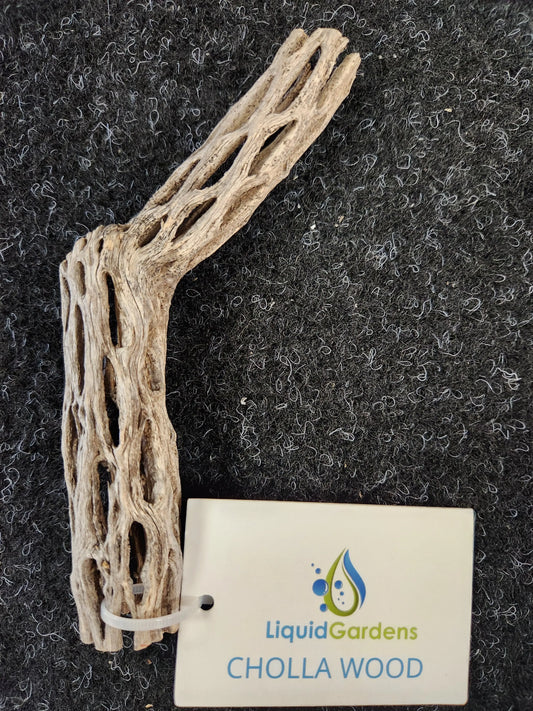 Cholla Wood 6" Tropical Treasures Wyo LLC