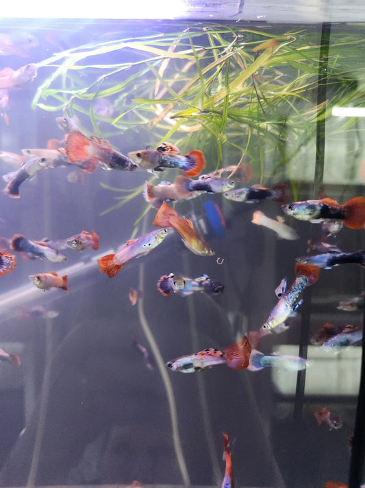 Purple Arctic Guppy (Male) Tropical Treasures Wyo LLC