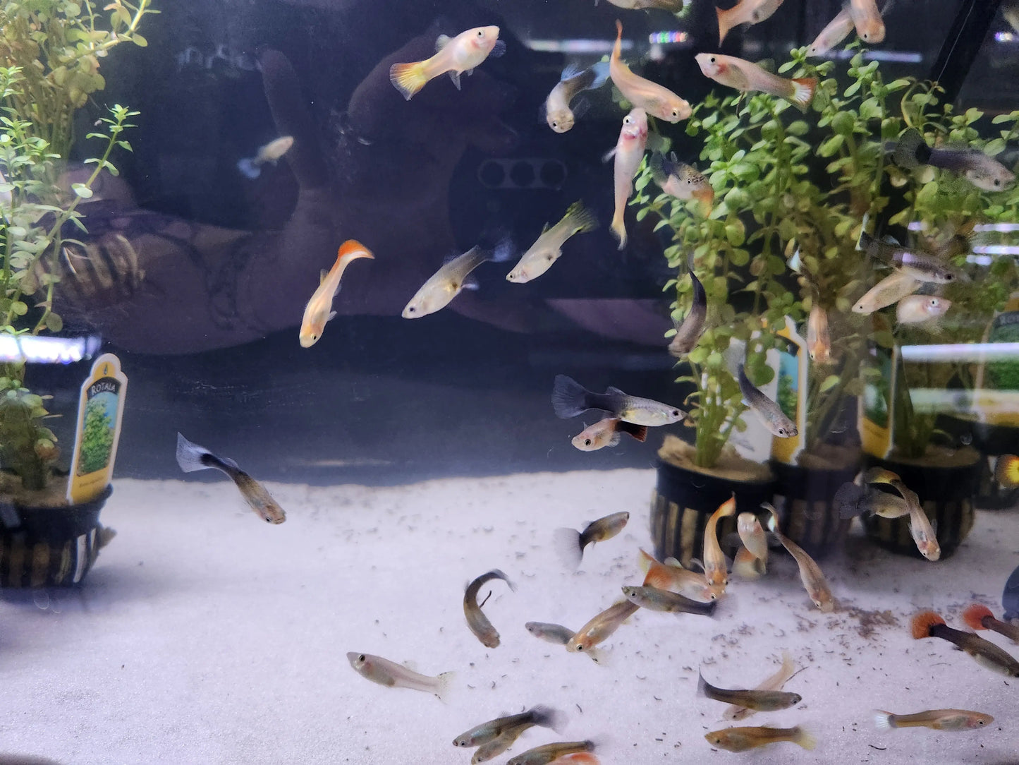 Assorted female guppies – hardy tropical livebearer fish
