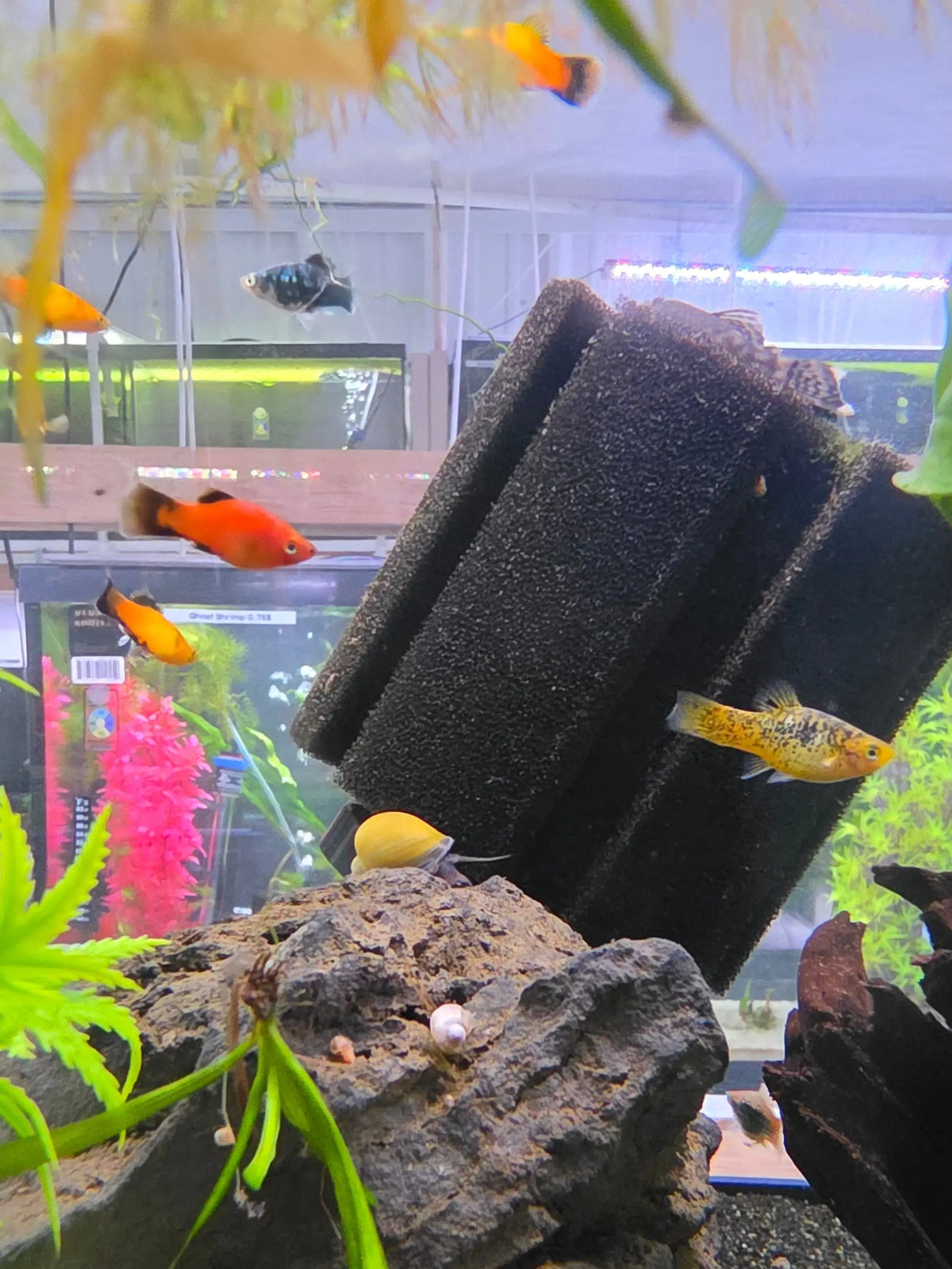 Assorted Platy