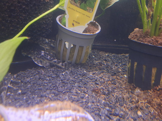 L129 Colombian Zebra Pleco – black and white striped Hypancistrus catfish resting on driftwood in freshwater aquarium