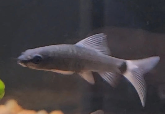 Black Rainbow Shark (Epalzeorhynchos frenatum) – Striking Freshwater Aquarium Shark Care Tropical Treasures Wyo