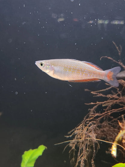 Parkinsoni Rainbowfish Melanotaenia parkinsoni with yellow orange coloration in freshwater aquarium