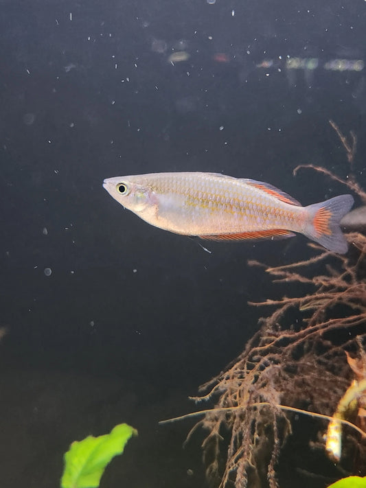 Parkinsoni Rainbowfish (Melanotaenia parkinsoni) for Sale