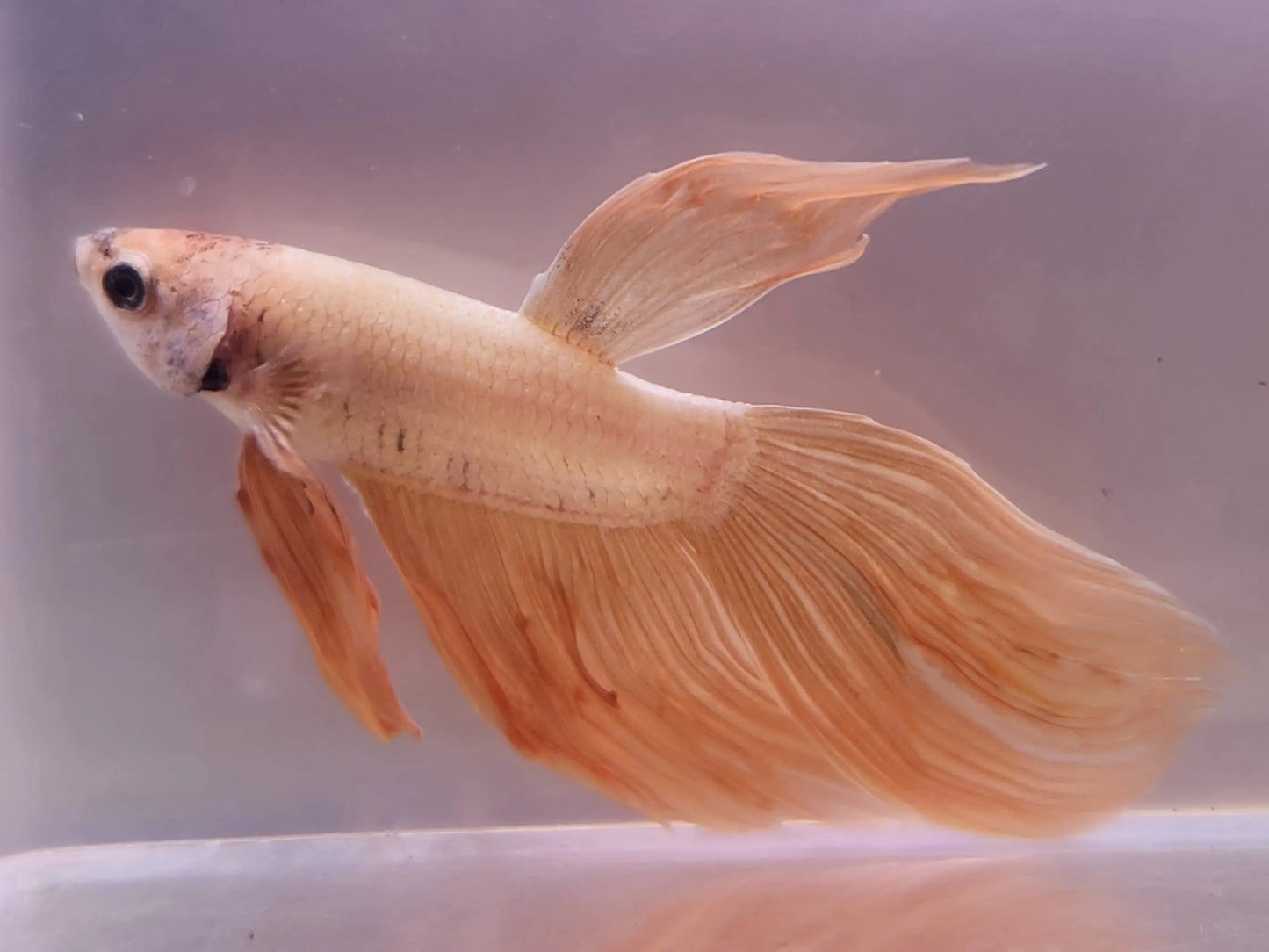 Dragonscale Betta Male – Betta splendens with iridescent, dragon-like scales swimming in a planted freshwater aquarium.