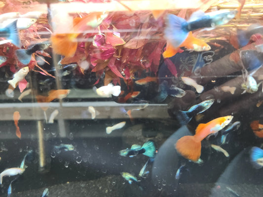 Guppy Mix USA Flag (Male) Tropical Treasures Wyo LLC