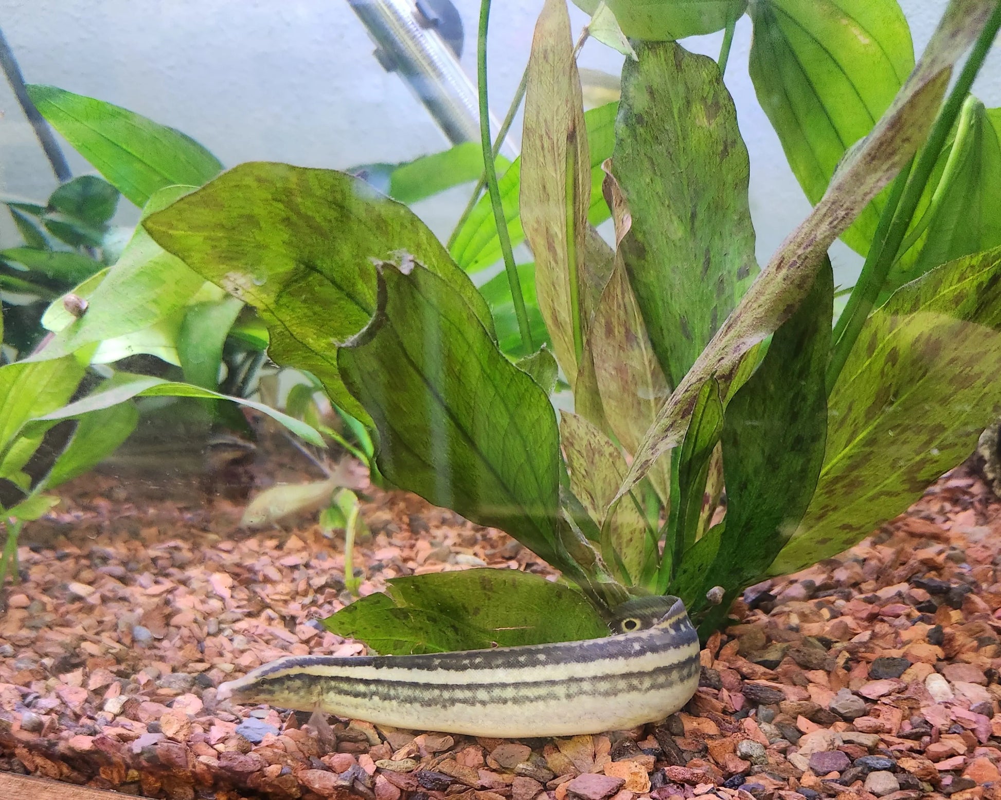 Indian Peacock Eel (Macrognathus aral) – slender freshwater eel with yellow and black peacock eye spots burrowing in sand