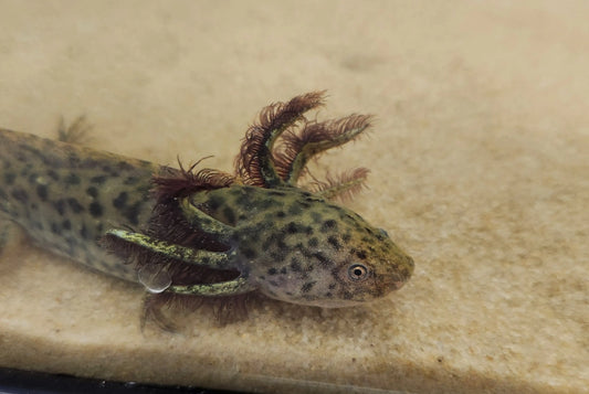Native Axolotl – Wild-Type Aquatic Salamander for Cold-Water Tanks