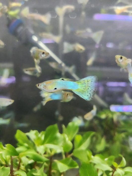 Metal Blue Lace Guppy (Male) Tropical Treasures Wyo LLC