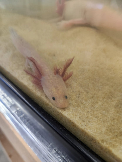 Lavender Axolotl – pastel purple axolotl with red gills resting on sand in a cool-water aquarium