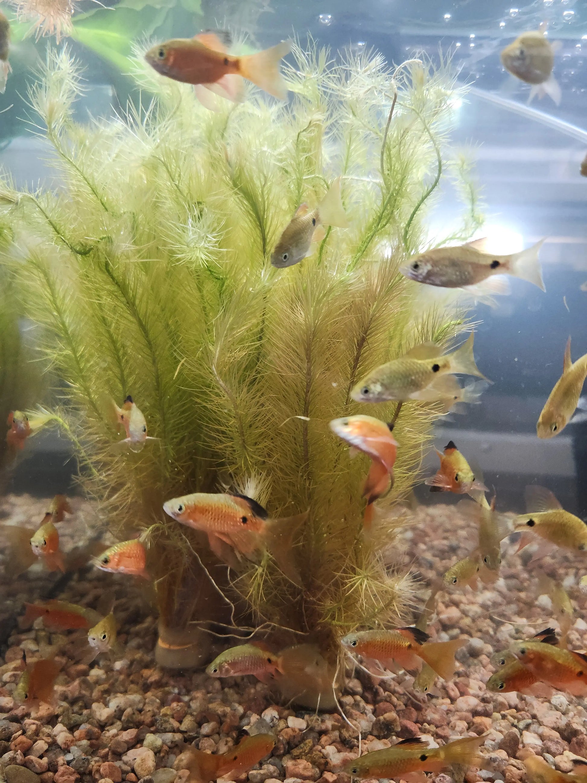 Mayaca Plant (Mayaca fluviatilis) – fine-leaved freshwater aquarium plant with soft green stems used for midground and background aquascaping.