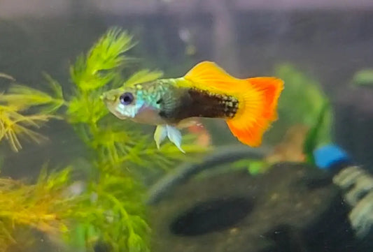Tequila Sunrise Male Guppy