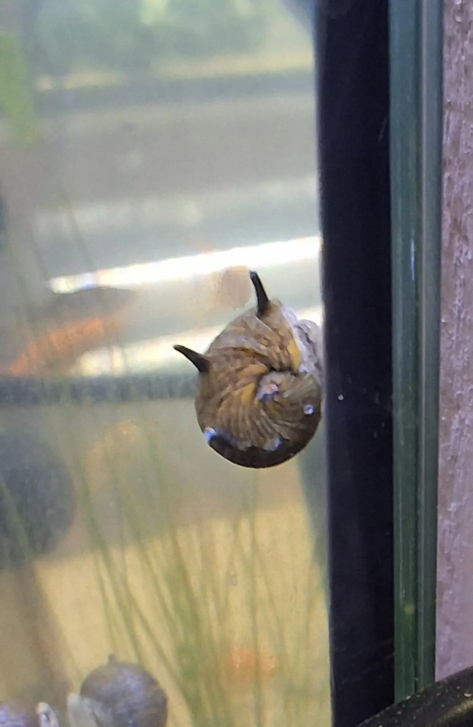 Nerite Sun Horn Snail (Clithon corona) – bright yellow and black spiked shell snail on aquarium glass, hardy freshwater algae eater