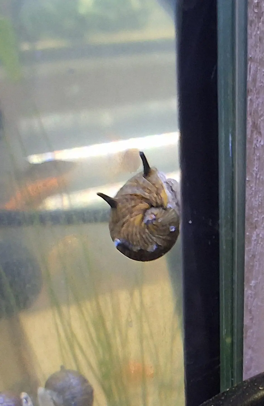 Nerite Sun Horn Snail (Clithon corona) – bright yellow and black spiked shell snail on aquarium glass, hardy freshwater algae eater
