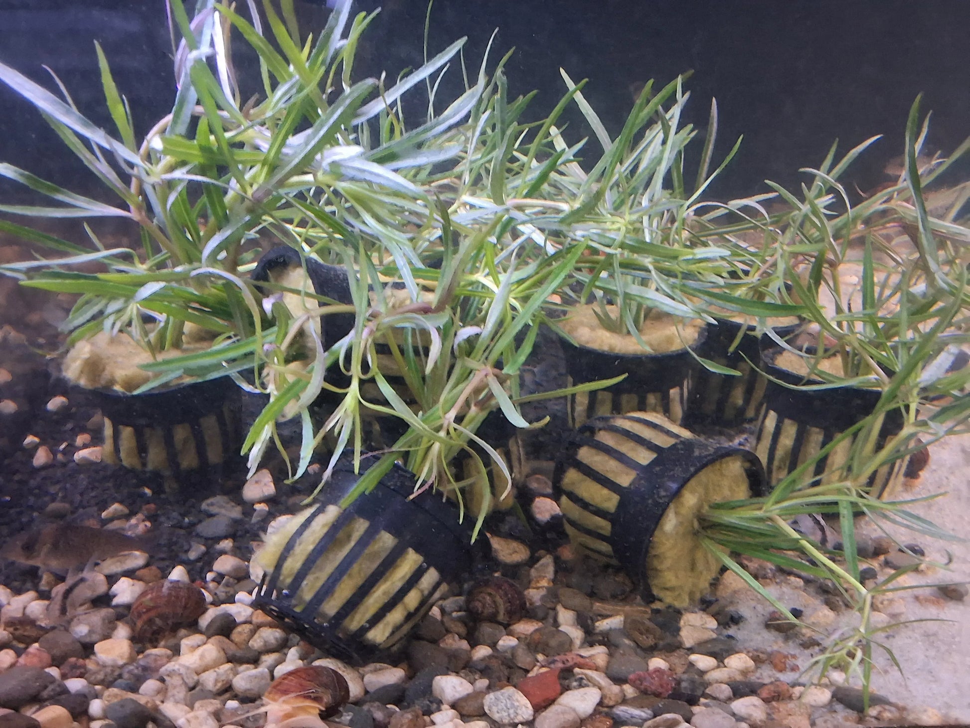 Pogostemon stellatus Eustralis red green freshwater stem plant for planted aquariums and aquascapes.