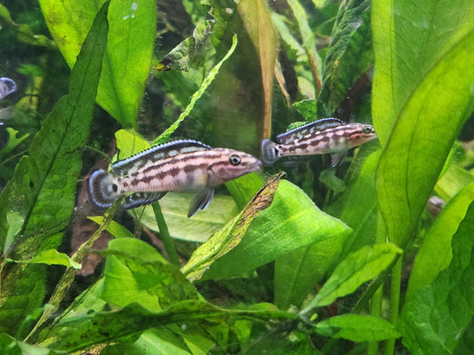 Julidochromis marlieri – Marlier’s Julie Cichlid with bold black and yellow spotted pattern swimming among rocks in a Lake Tanganyika aquarium