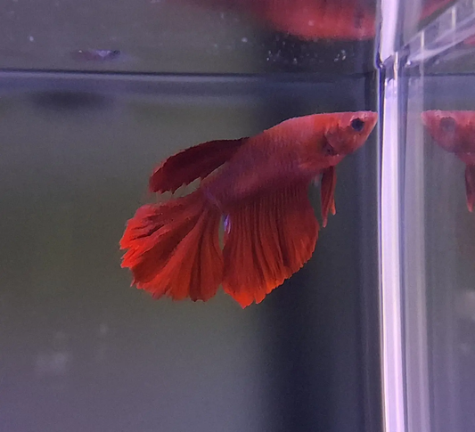 Red Halfmoon Betta (Betta splendens) – vibrant red Betta fish displaying full half-moon tail spread swimming in a planted freshwater aquarium