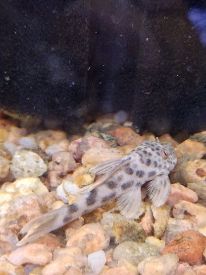 Ancistomus feldbergae – medium-sized spotted pleco resting on driftwood in a freshwater aquarium