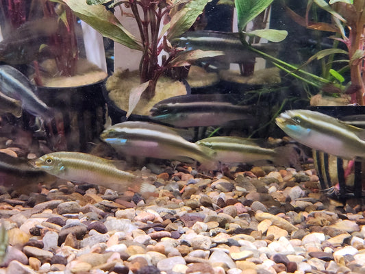 Dwarf African Cichlid – Pelvicachromis pulcher “Red” Sacrimontis variant