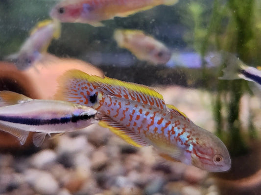 Peacock Gudgeon (Tateurndina ocellicauda) – colorful nano aquarium fish with blue body, red spots, and yellow fins, swimming in a planted tank