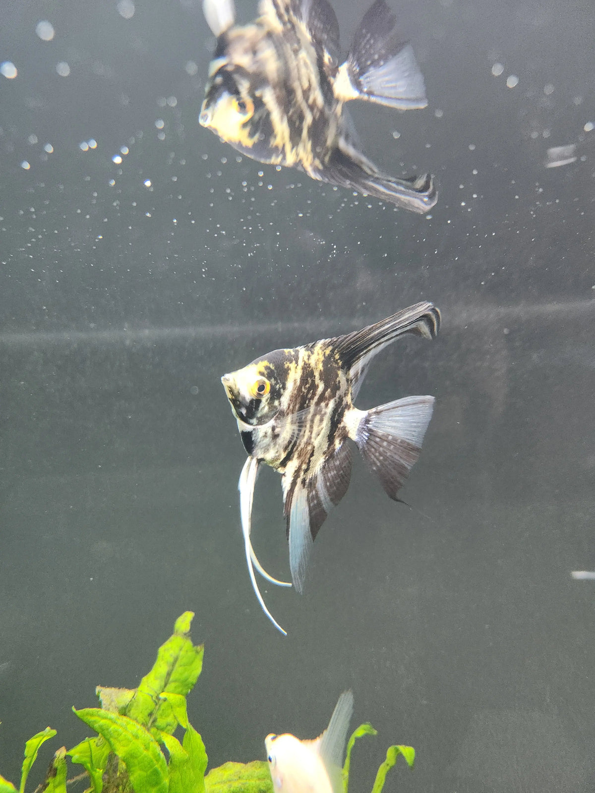 Medium Angelfish Medium Marble Angelfish | Pterophyllum scalare – Tropical Treasures Wyo LLC