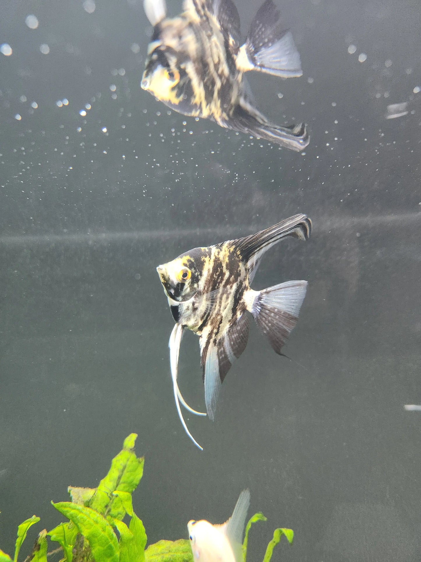 Med Marble Angelfish Tropical Treasures Wyo LLC