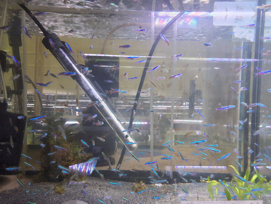 Green Neon Tetra (Paracheirodon simulans) – small peaceful schooling fish with bright green-blue iridescent stripe and translucent body swimming in a planted freshwater aquarium