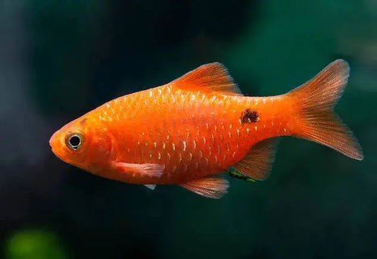 Rosy Barb  Pethia conchonius Tropical Treasures Wyo