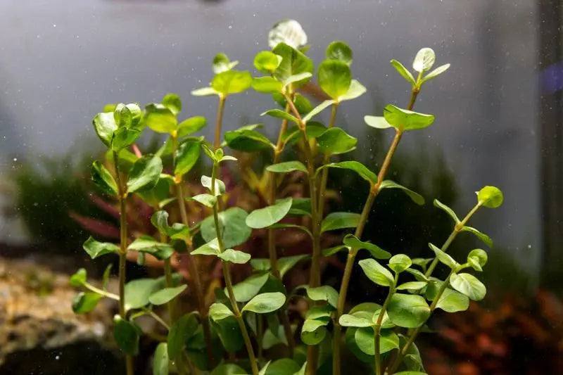Rotala Ceylon | Fine Leaf Aquarium Stem Plant | Tropical Treasures Wyo ...