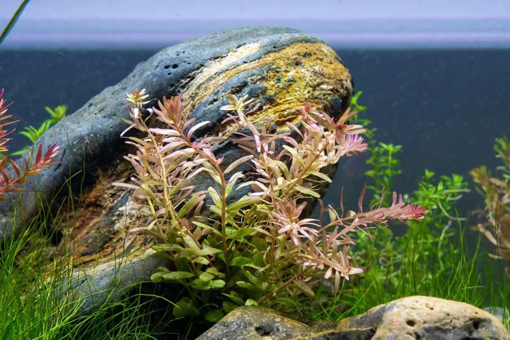 Rotala Fujian aquarium plant with warm orange red stem growth