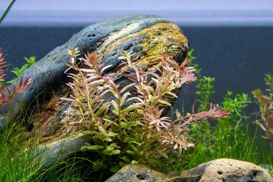 Rotala Fujian aquarium plant