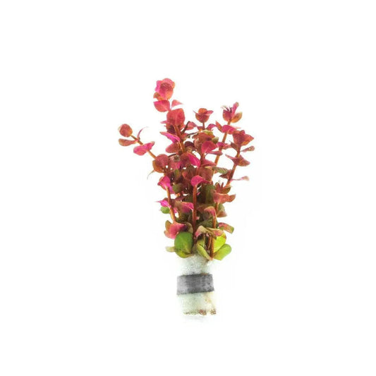 Rotala macrandra mini pink live aquarium plant