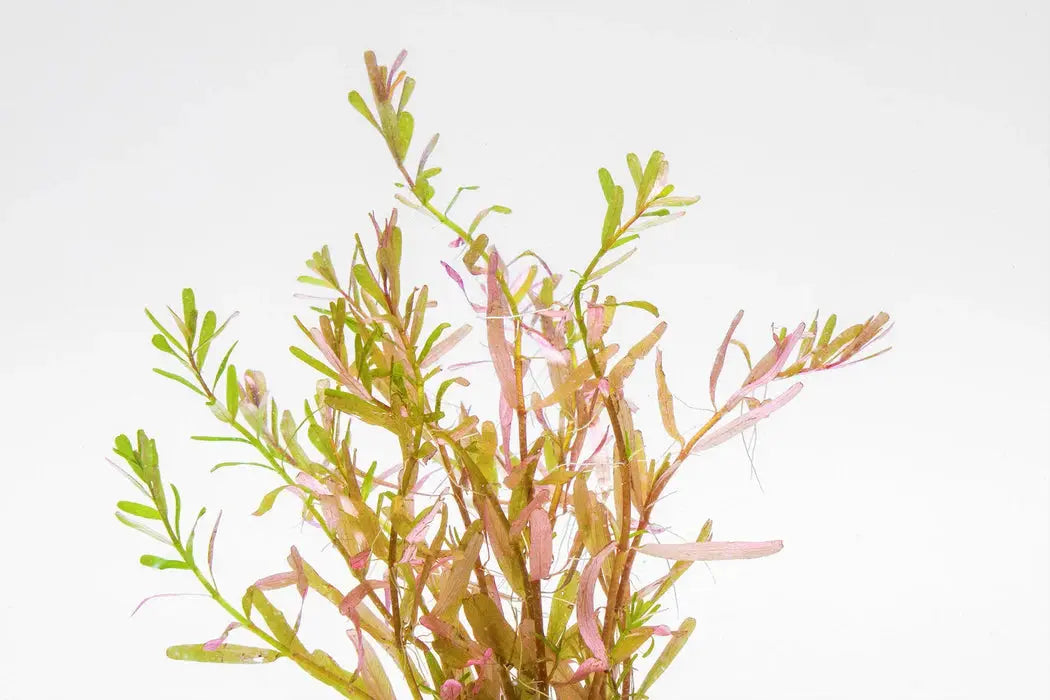 Rotala rotundifolia Manipurensis aquarium plant