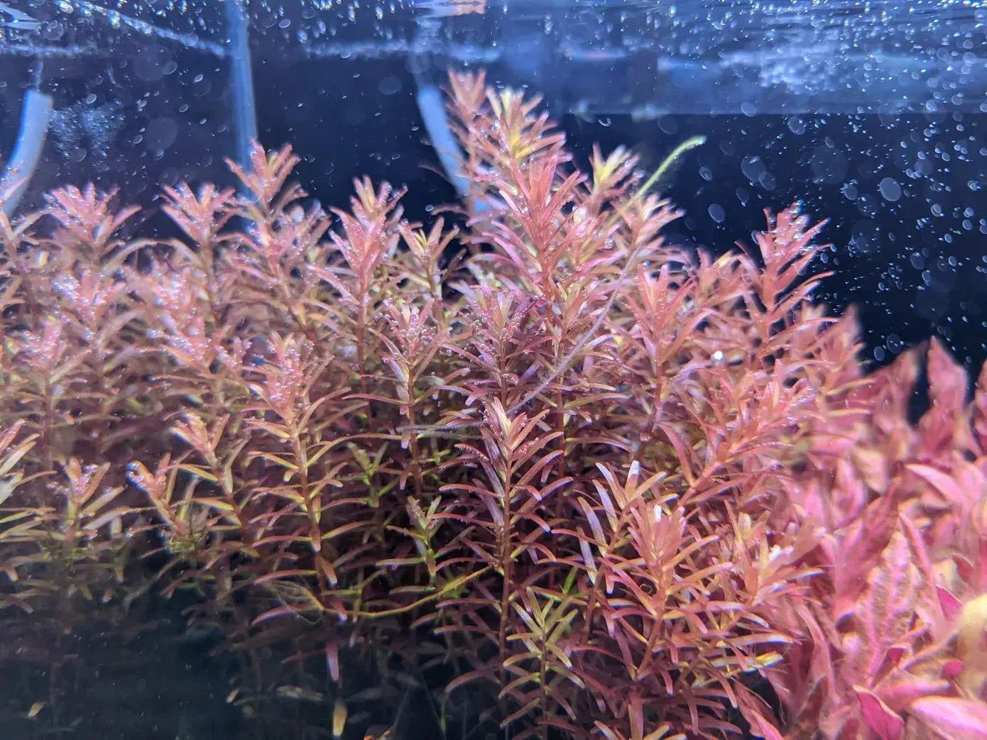 Vietnam reddish Rotala freshwater planted tank