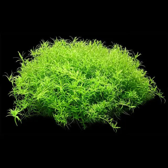 Rotala rotundifolia wayanad live aquarium plant