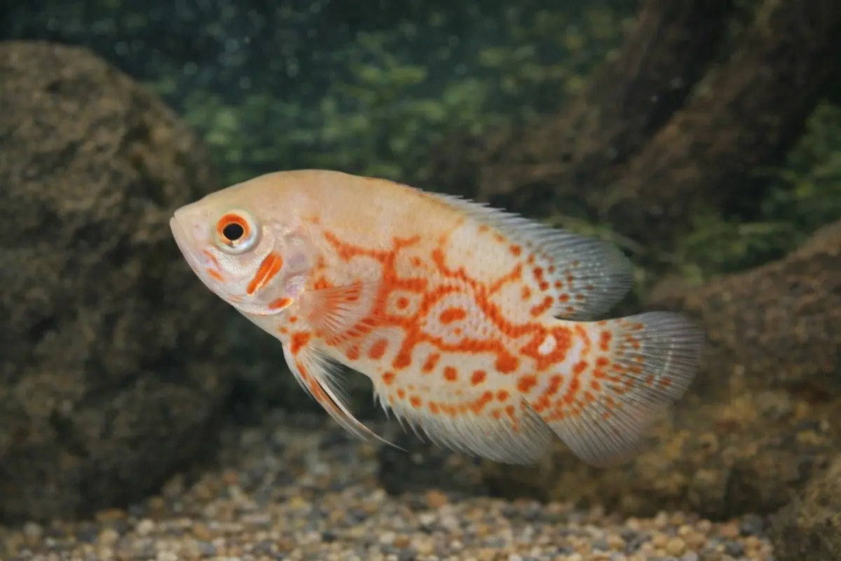 Albino Tiger Oscar Astronotus ocellatus large South American cichlid with white body and orange red markings