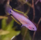 Peacock Gudgeon - Unsexed - COMING SOON