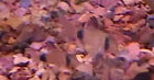 Panda Corydoras - Unsexed JUVENILE - COMING SOON (Copy)