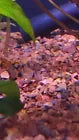 Panda Corydoras - Unsexed JUVENILE - COMING SOON (Copy)