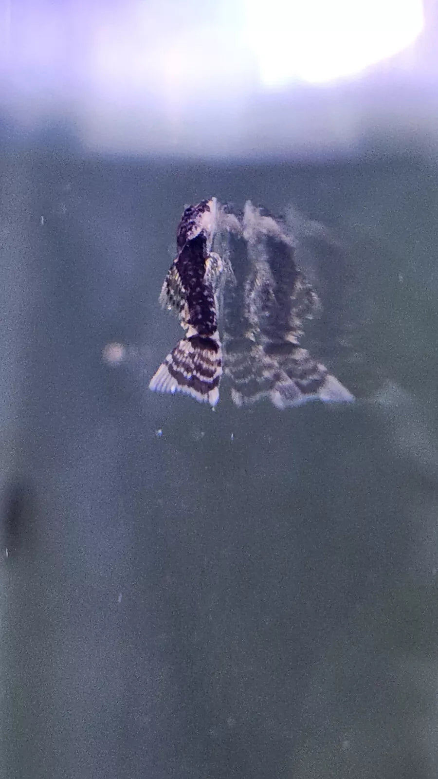 Longfin Chocolate Pleco / Unsexed 1-2"