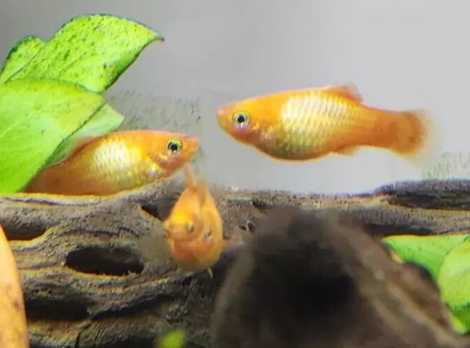 Sunset Platy - 0.5 - 1" Unsexed