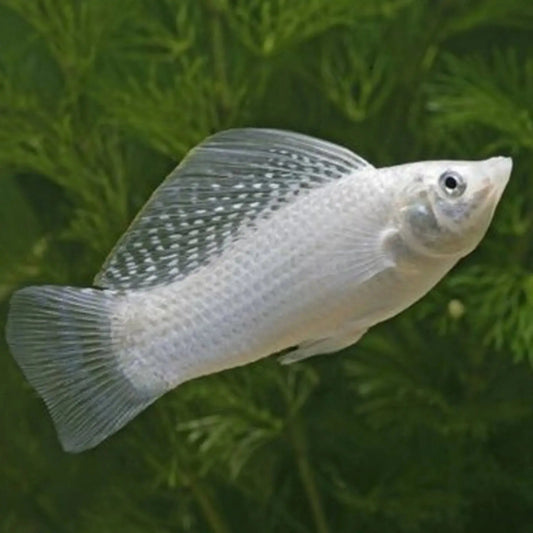 Silver Sailfin Molly Tropical Treasures Wyo
