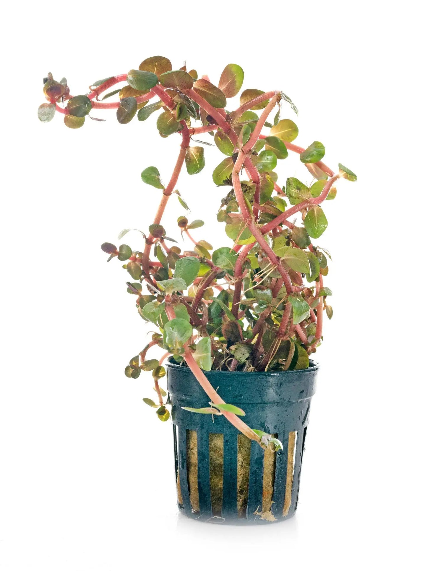 Rotala Orange Juice aquarium plant with bright orange peach stem growth