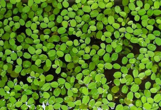 Salvinia Minima Tropical Treasures Wyo