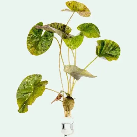 Dwarf Tiger Lotus – compact red and green speckled aquarium plant growing from a bulb in a freshwater planted tank