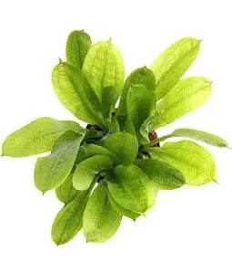 Echinodorus grisebachii Small Form aquarium plant with compact green sword leaves