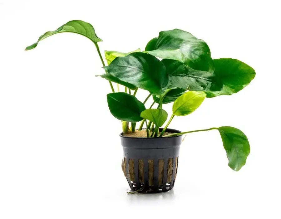 Anubias Nana Tall aquarium plant with broad dark green leaves attached to driftwood